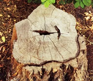 Stump