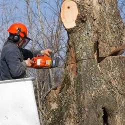 Cutting Part of Tree Down