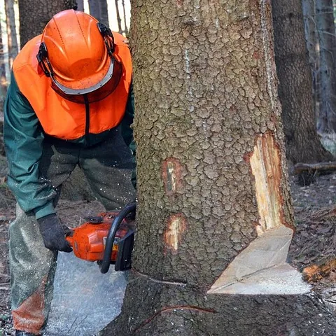 Cutting Down Tree