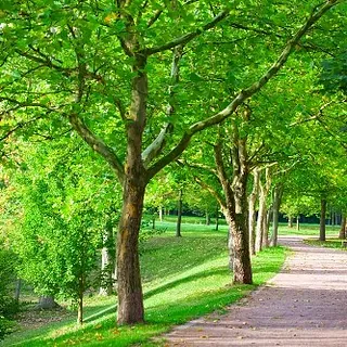 tree inspections