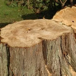 Tree Stump removal